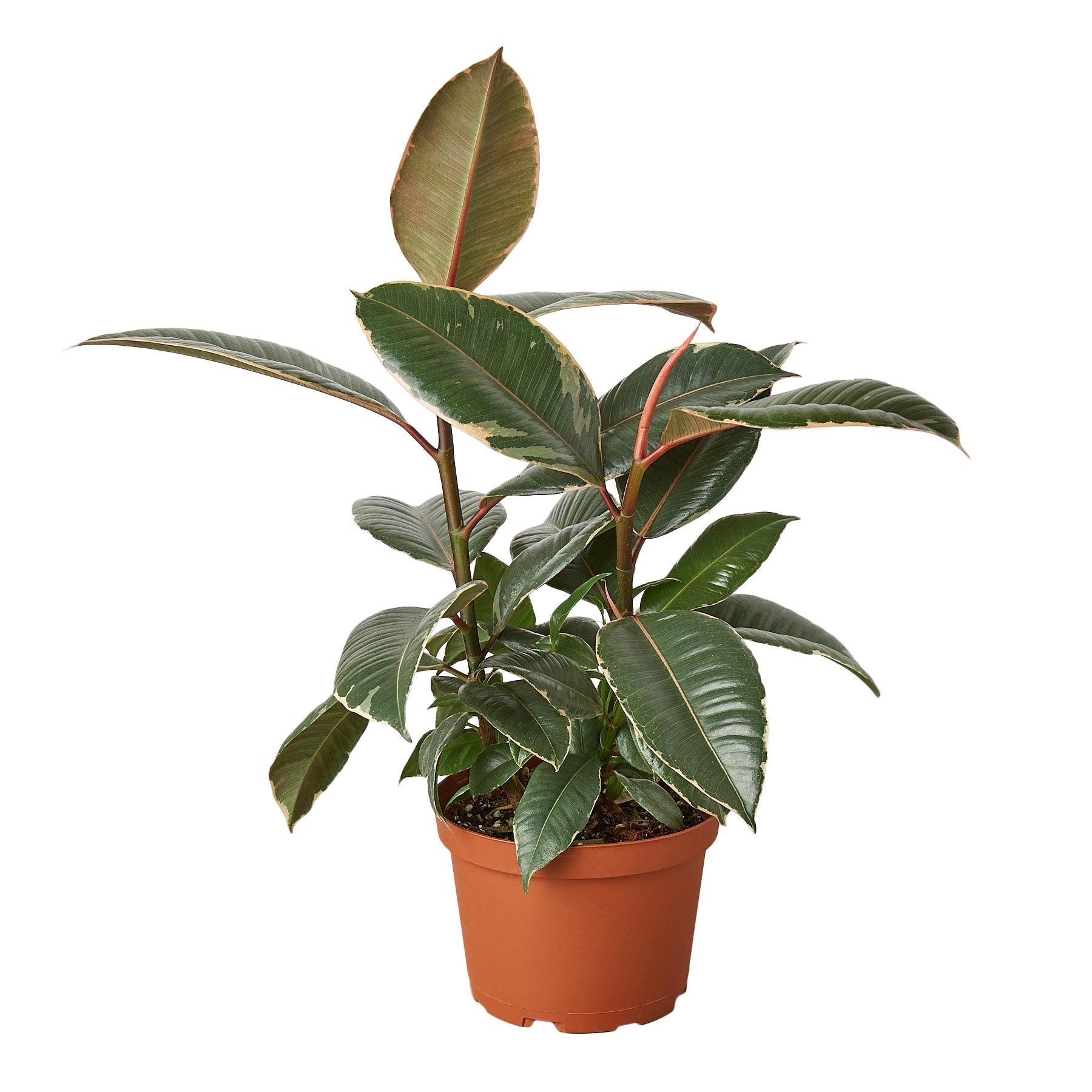 Ficus Elastica 'Tineke' - Fleurish Plant Care, LLC