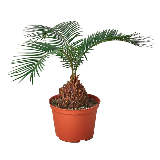 Sago Palm - In 6" Pot - Fleurish Plant Care, LLC