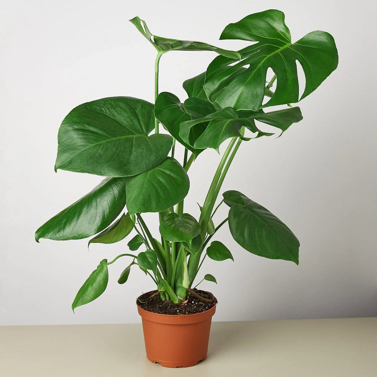 Philodendron Monstera Split-Leaf - Fleurish Plant Care, LLC