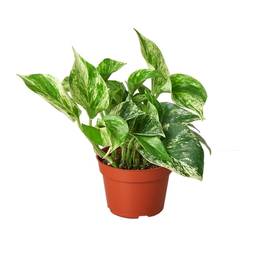 Pothos 'Marble Queen'