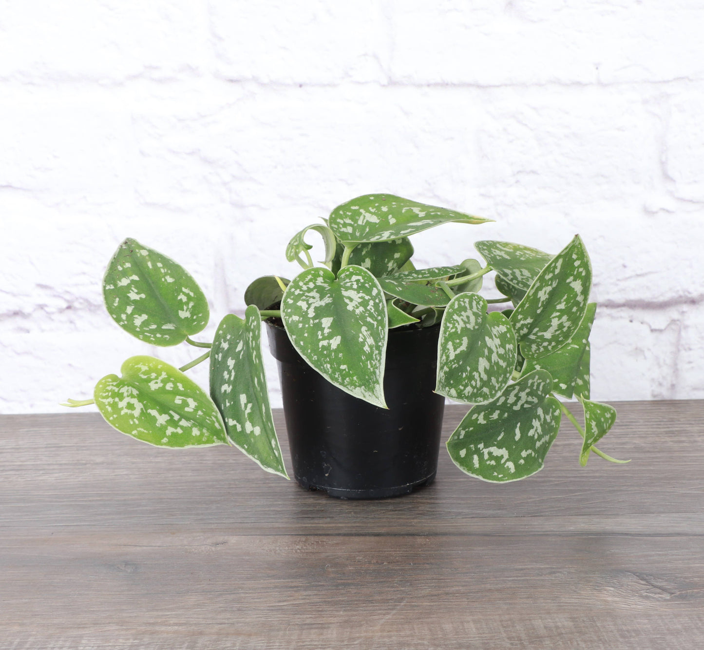 Satin Pothos, Scindapsus Pictus - Live Plant