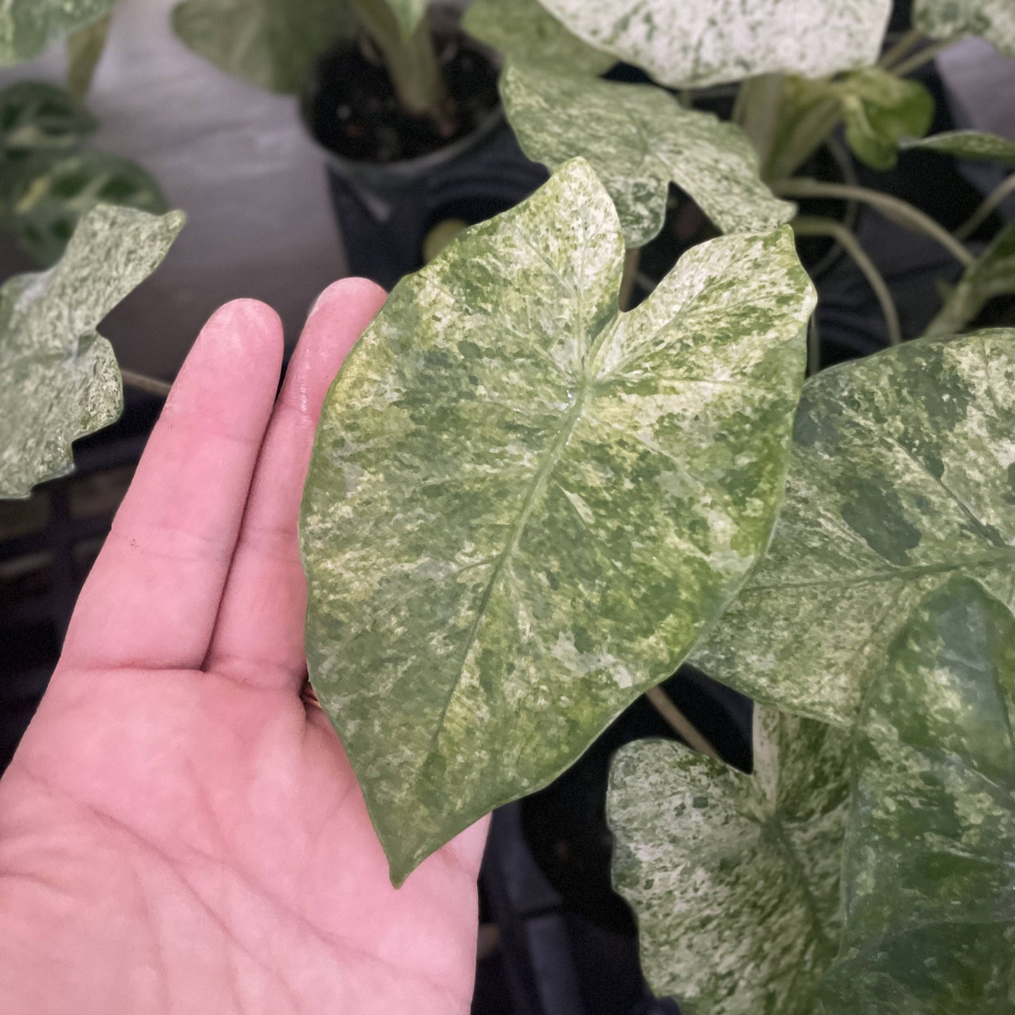 Alocasia Camouflage - Live Plant - RARE