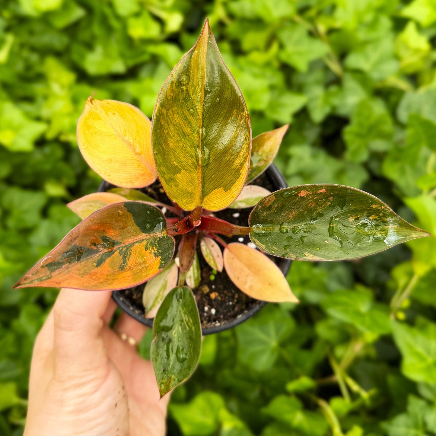 Philodendron Red Congo Variegated - 4" Live Plant - Rare