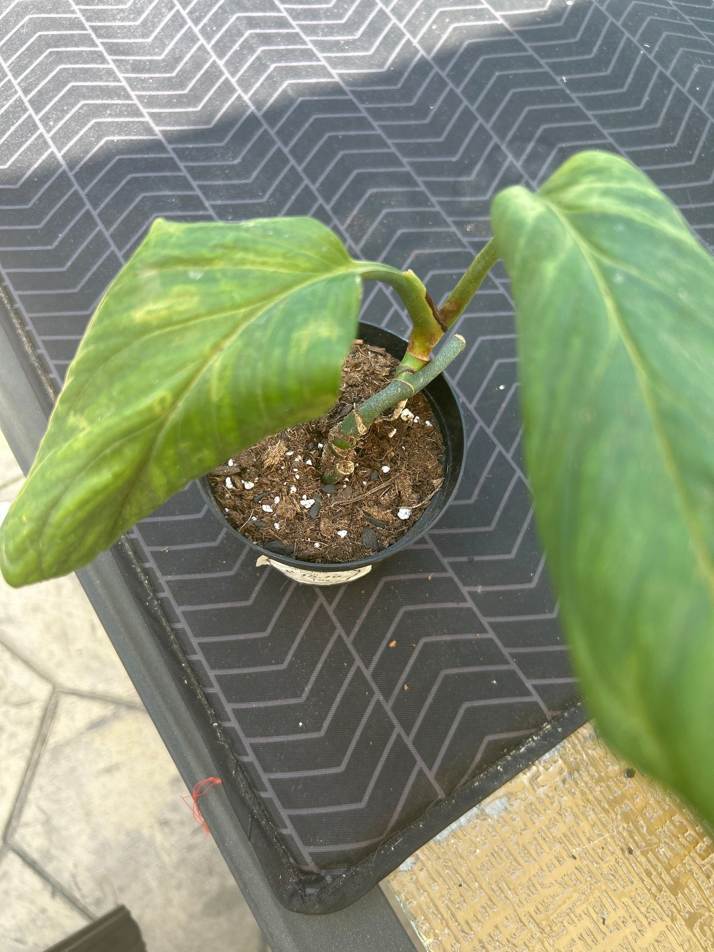 Monstera Peru