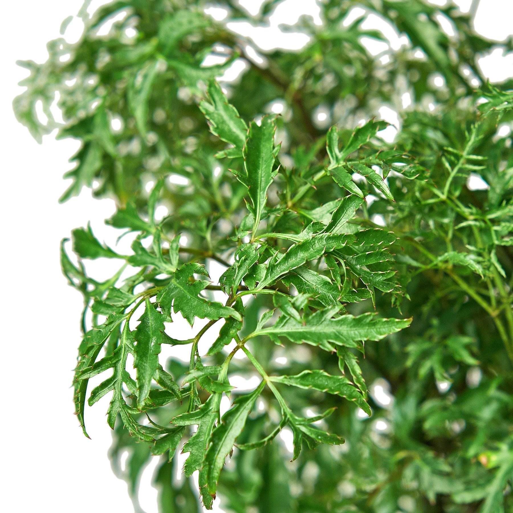 Aralia Ming Stump Plant - Fleurish Plant Care, LLC