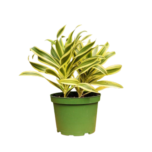 Mystery Plant Monthly Subscription Box