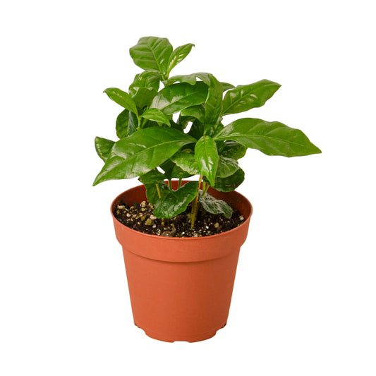Arabica Coffee - Fleurish Plant Care, LLC