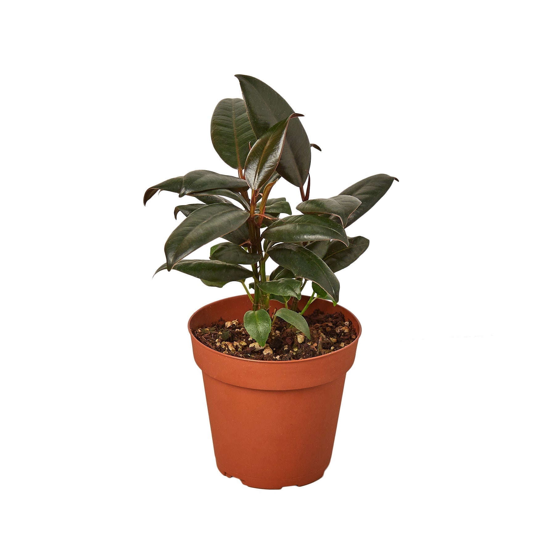 Ficus Elastica 'Burgundy' - Fleurish Plant Care, LLC