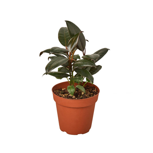 Ficus Elastica 'Burgundy' - Fleurish Plant Care, LLC