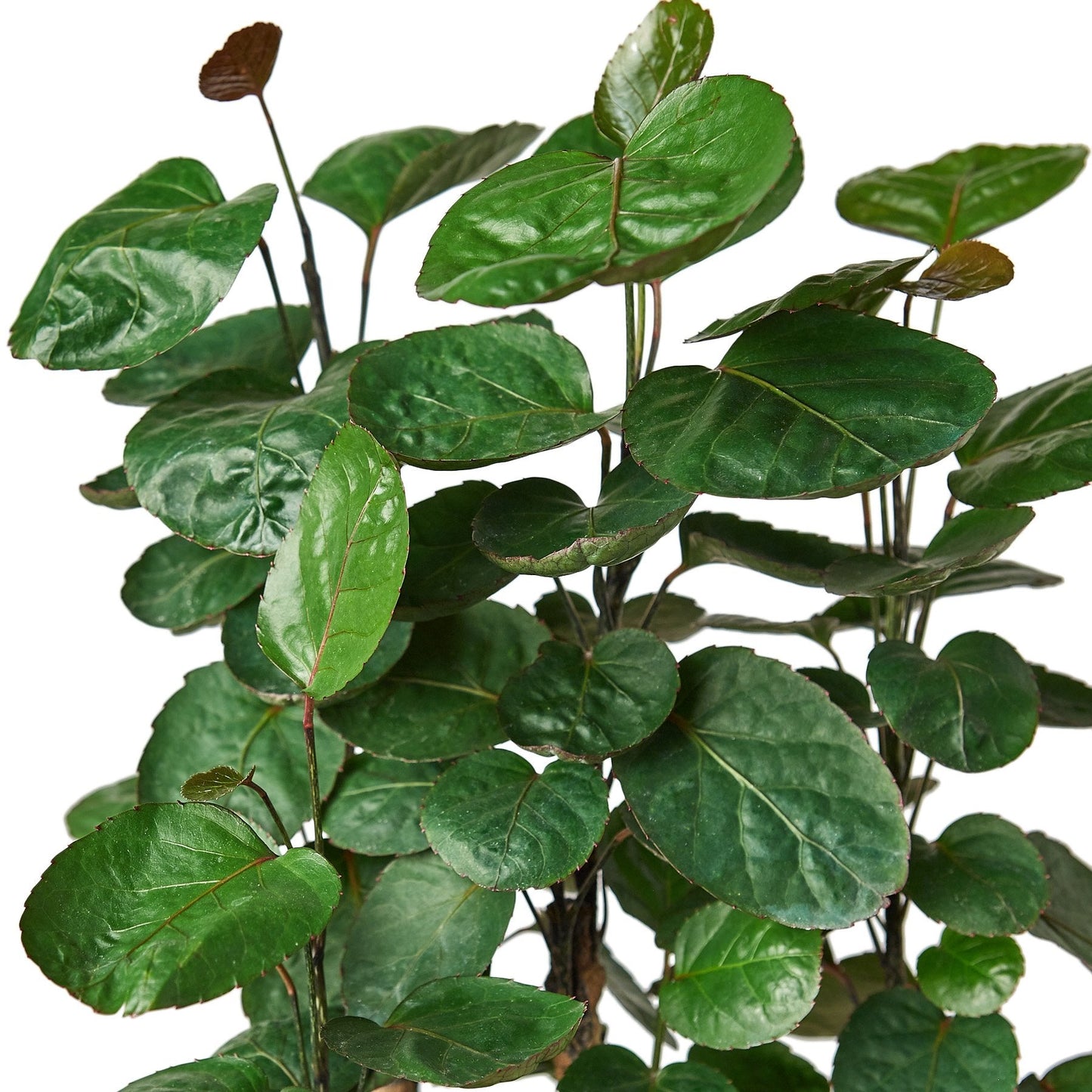 Aralia Fabian Stump 'Polyscias Scutellaria' - Fleurish Plant Care, LLC
