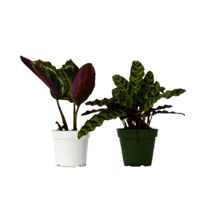 🐾2 Calathea Plants Variety Pack in 4" Pots