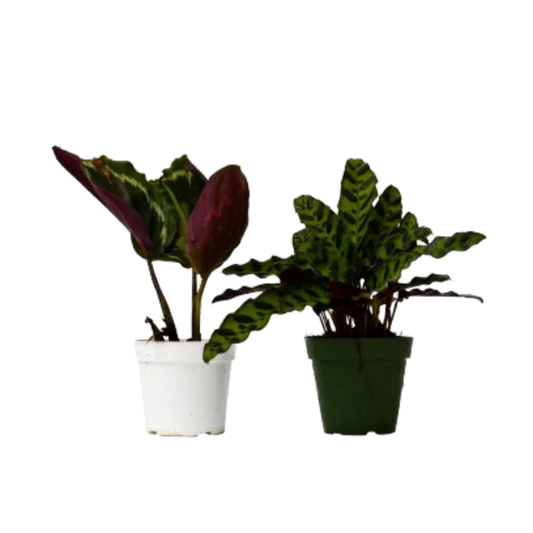 🐾2 Calathea Plants Variety Pack in 4" Pots
