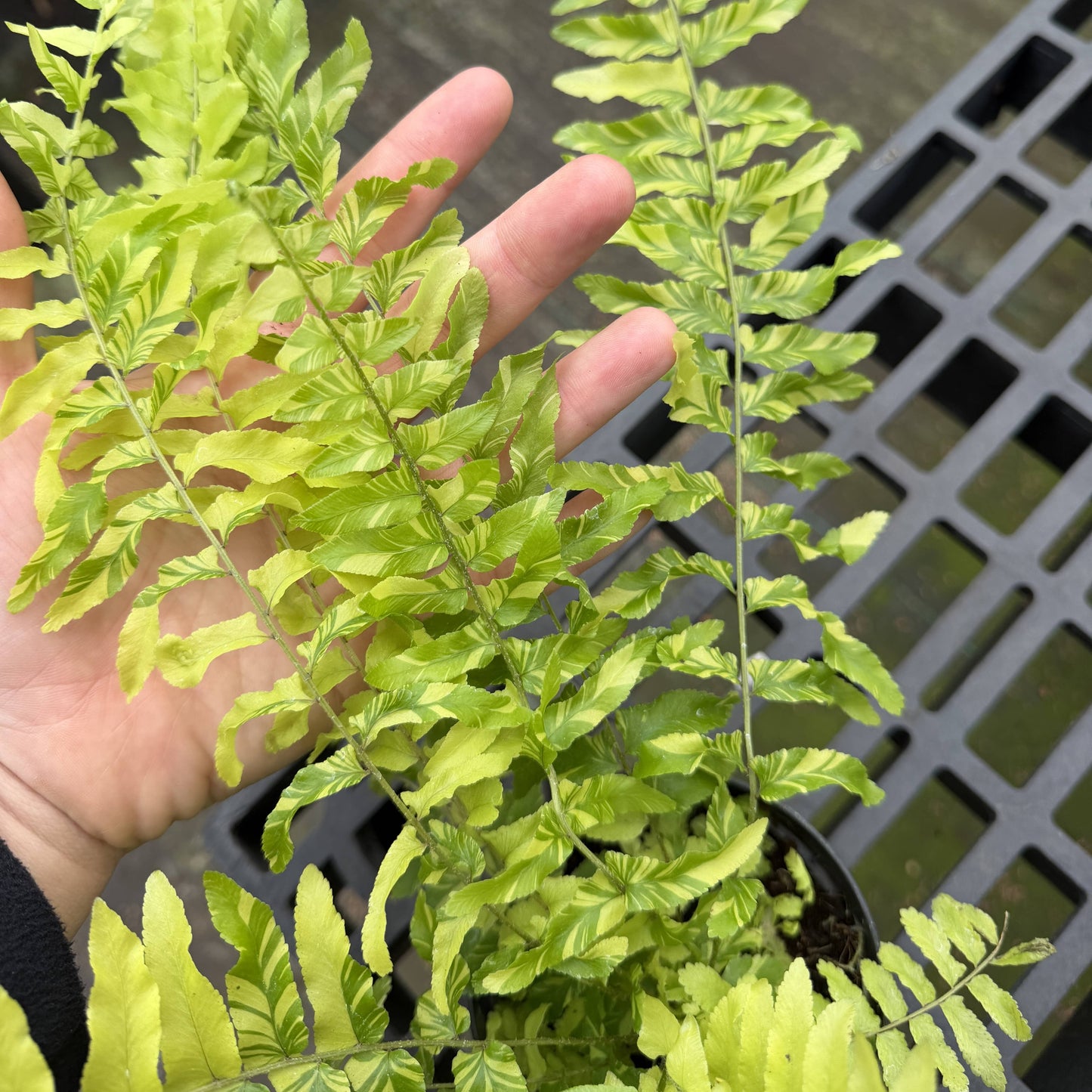 Tigerstripe Boston Fern - 4" Live Plant