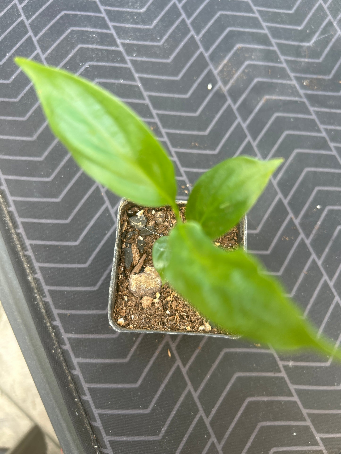 Peace Lilly