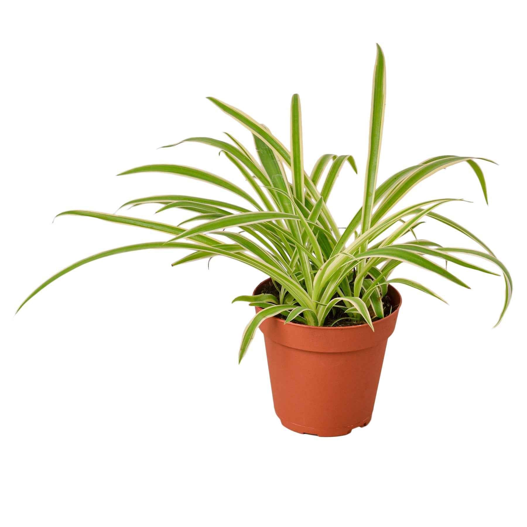 🐾Spider Plant Reverse