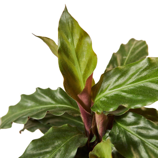 🐾Calathea Rufibarba 'Furry Feather'