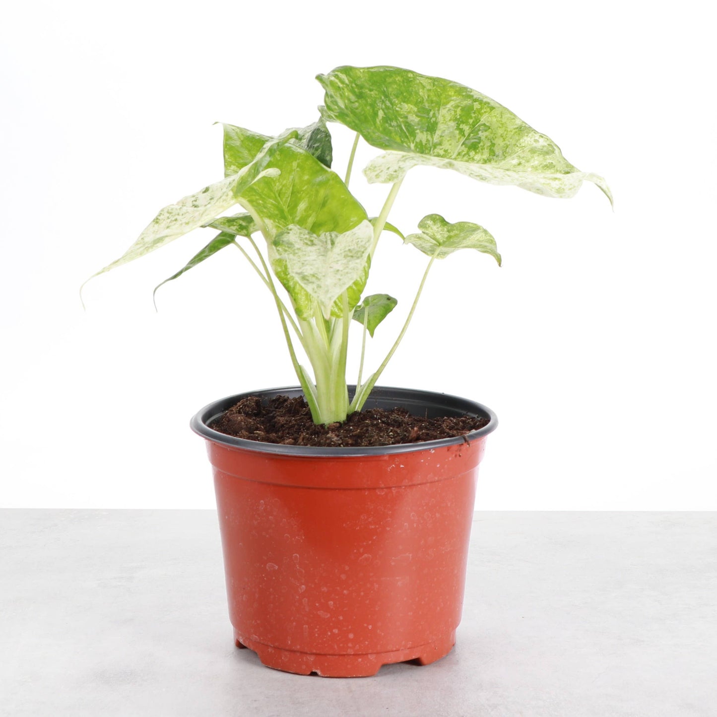 Alocasia Camouflage - Live Plant - RARE