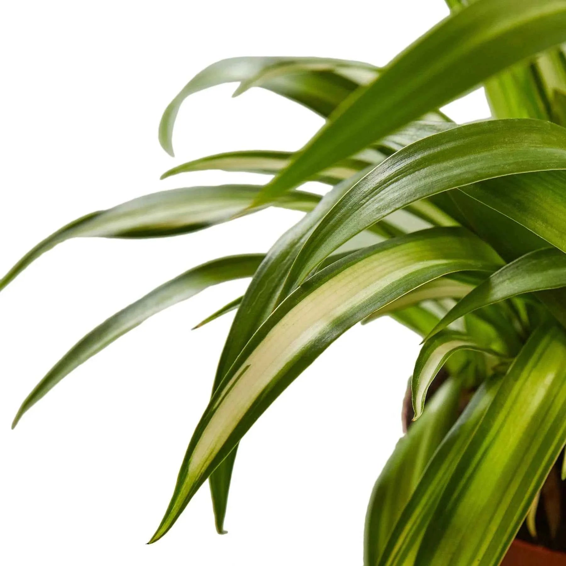 🐾Spider Plant Hawaiian