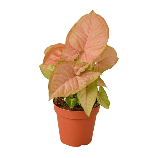 Syngonium Strawberry - Fleurish Plant Care, LLC