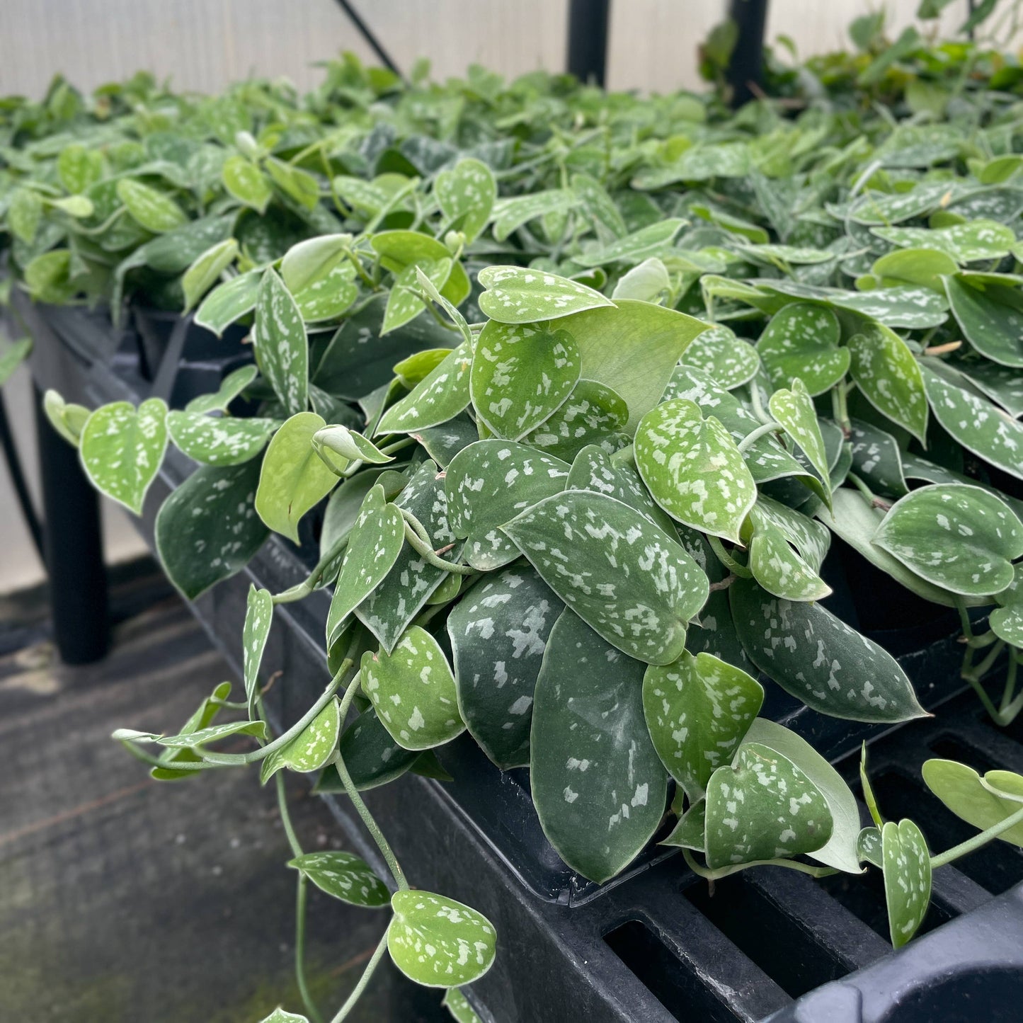 Satin Pothos, Scindapsus Pictus - Live Plant