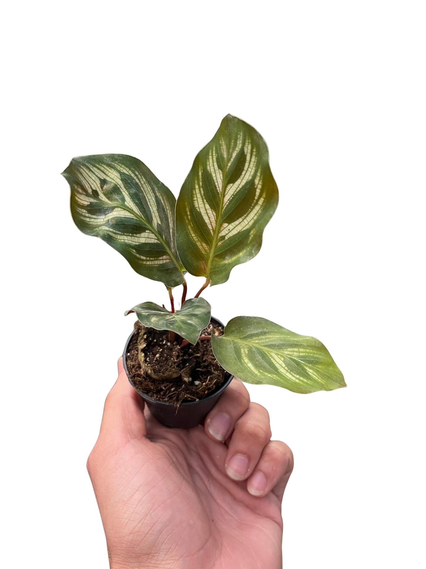 Calathea 'Makoyana'