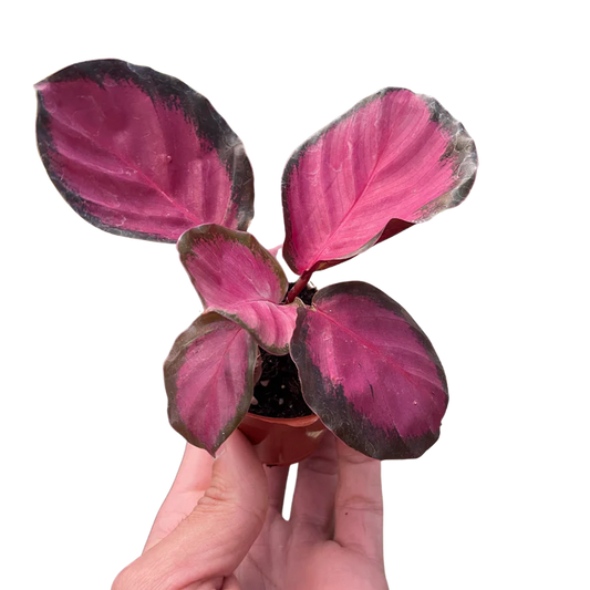 🐾Calathea 'Purple Rose'