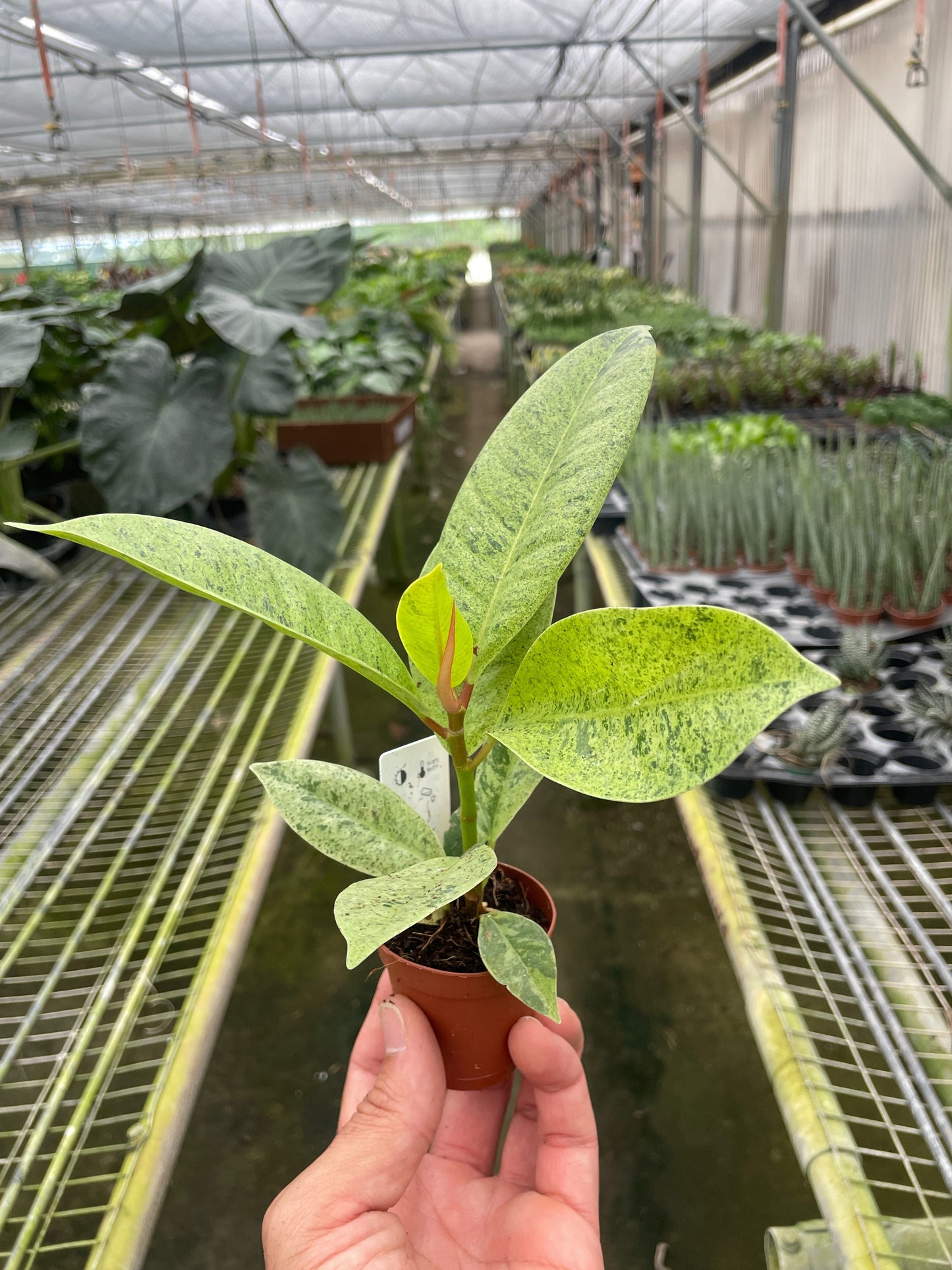 Ficus 'shivereana' (Moonshine) - Fleurish Plant Care, LLC