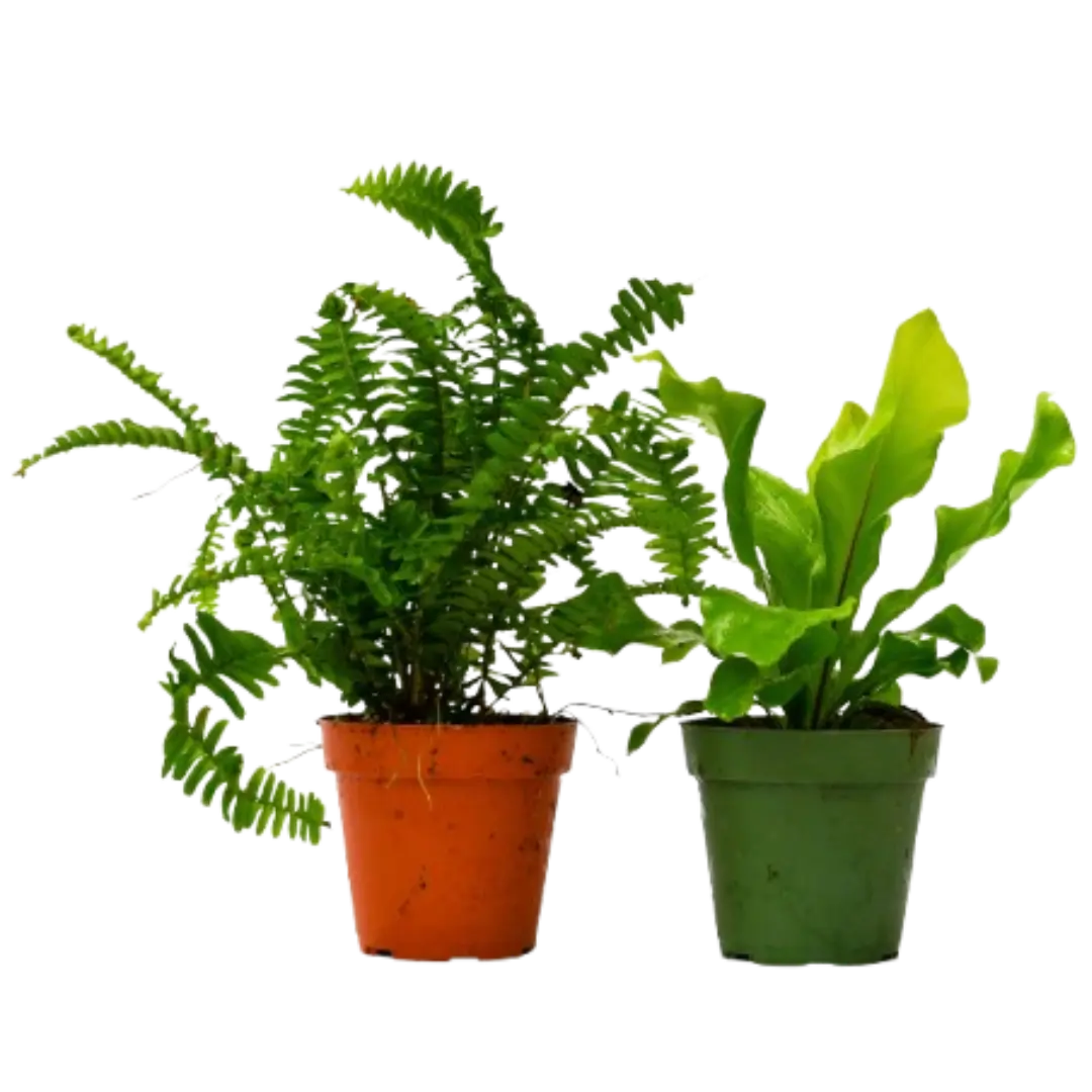 🐾2 Fern Variety Pack - 4" Pot