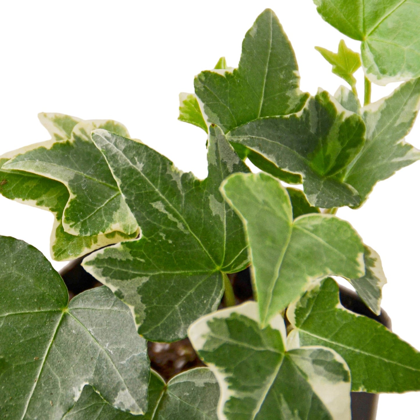 English Ivy 'Glacier' - Fleurish Plant Care, LLC