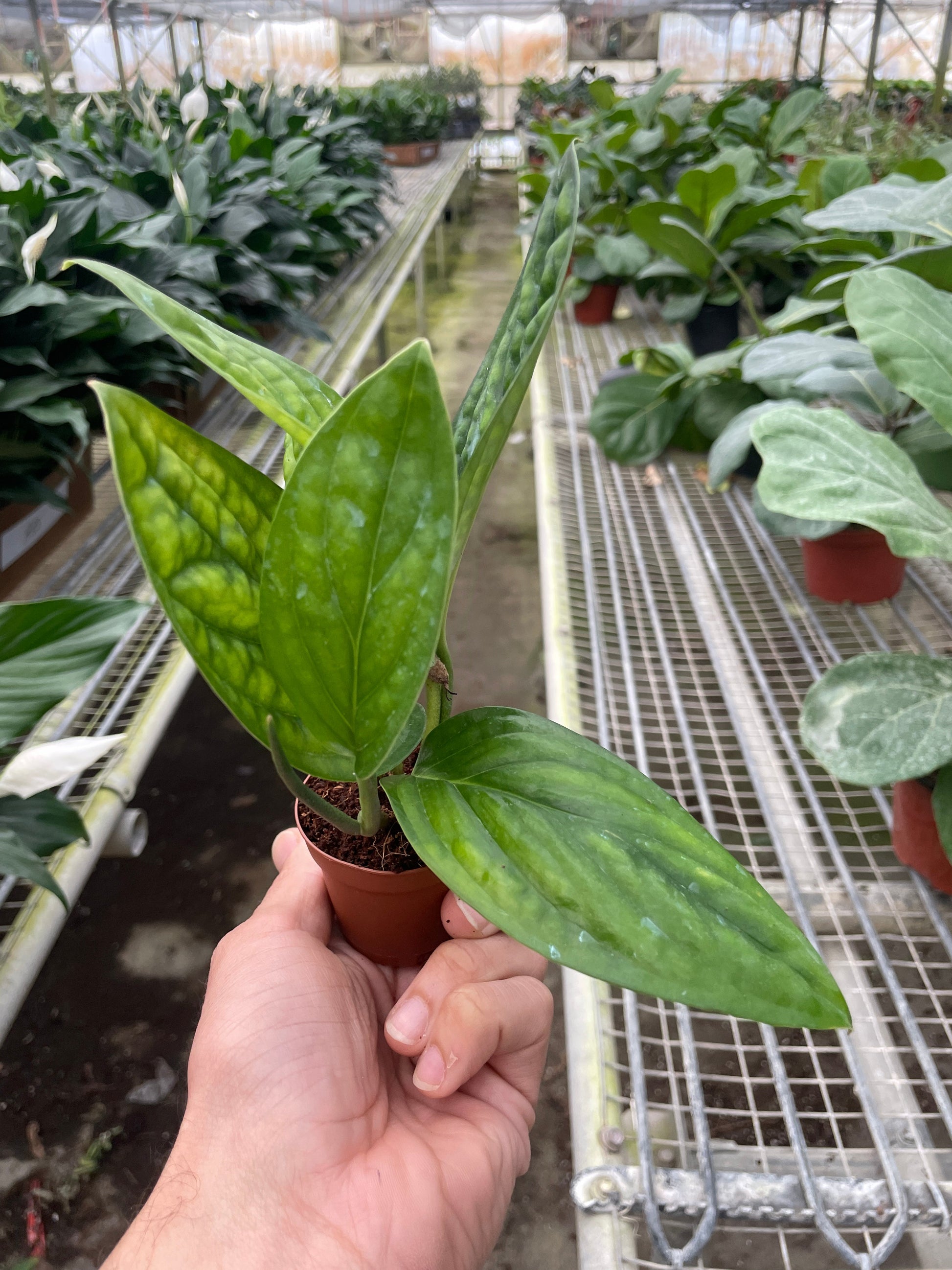 Monstera 'Peru' - Fleurish Plant Care, LLC