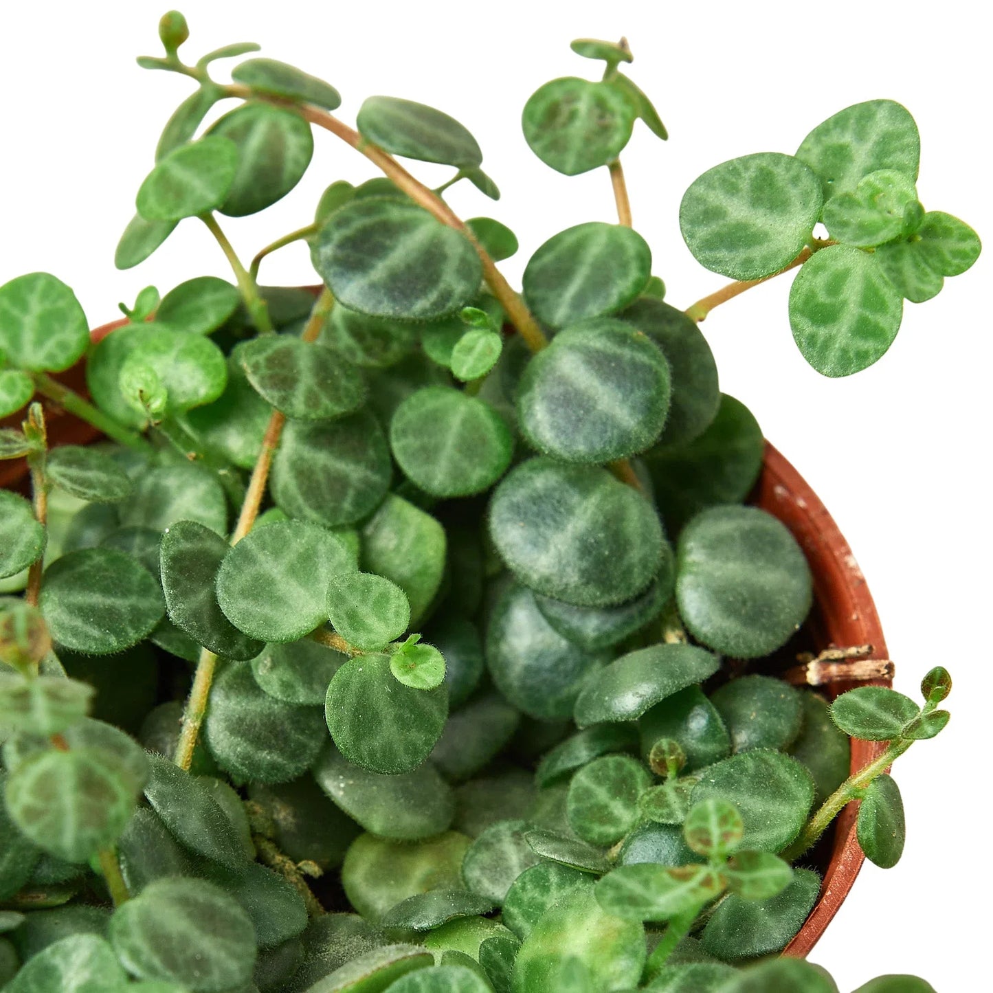 Peperomia Prostrata 'String of Turtles' - Fleurish Plant Care, LLC