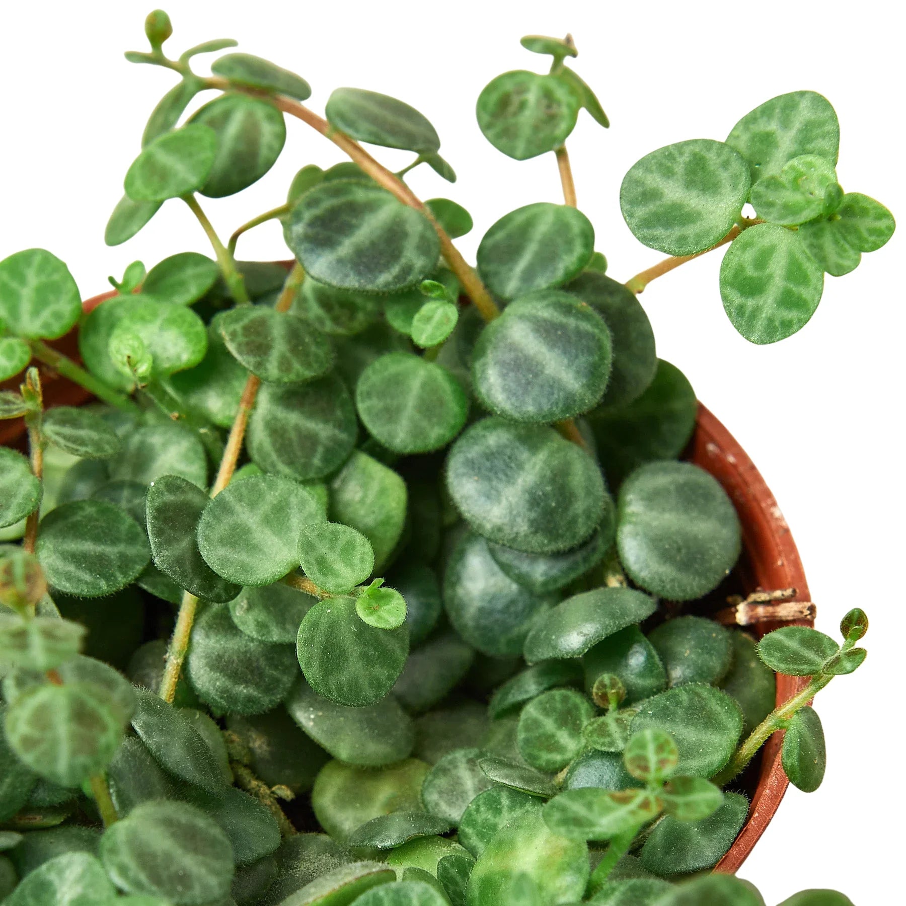 Peperomia Prostrata 'String of Turtles' - Fleurish Plant Care, LLC