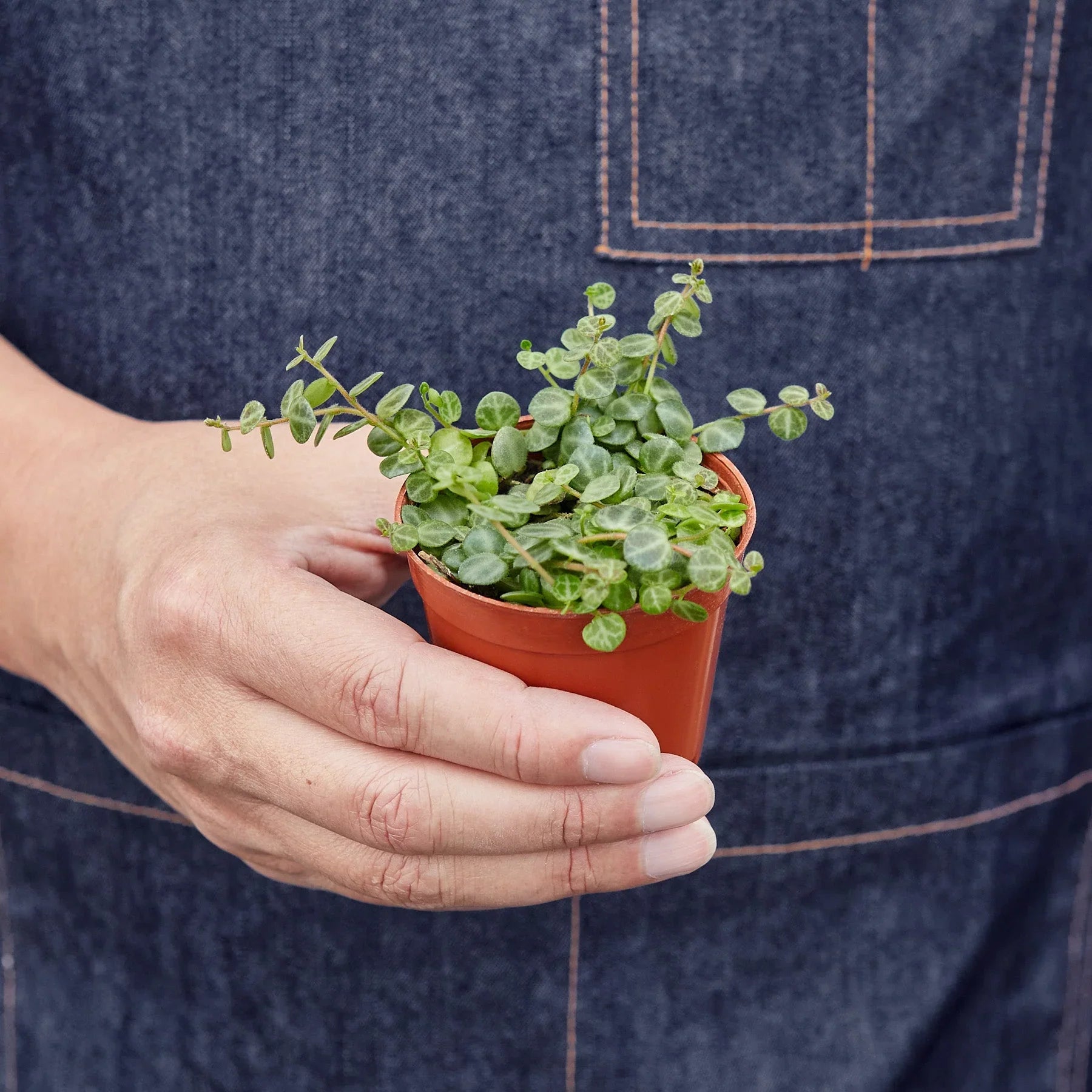 Peperomia Prostrata 'String of Turtles' - Fleurish Plant Care, LLC