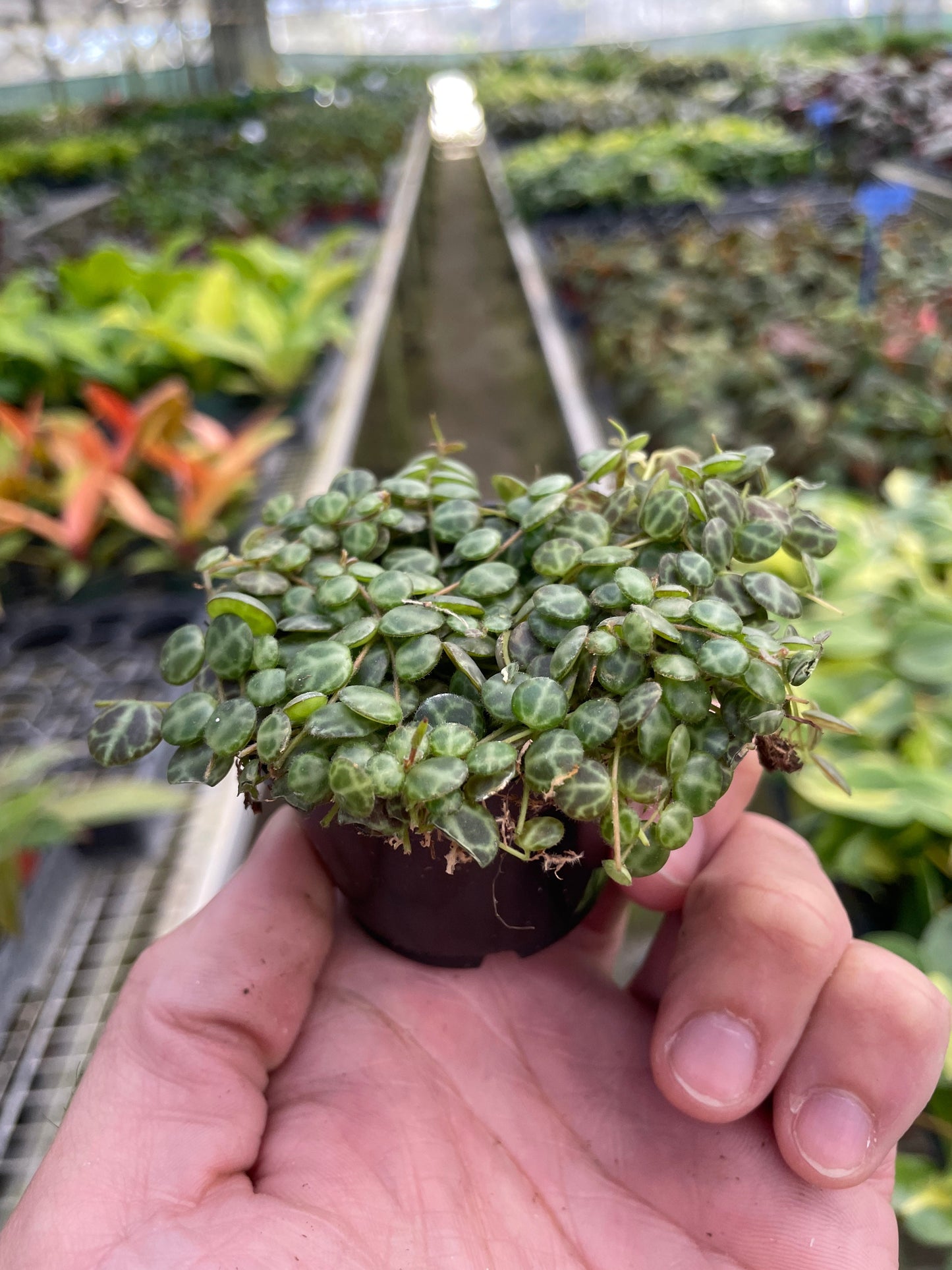Peperomia Prostrata 'String of Turtles' - Fleurish Plant Care, LLC