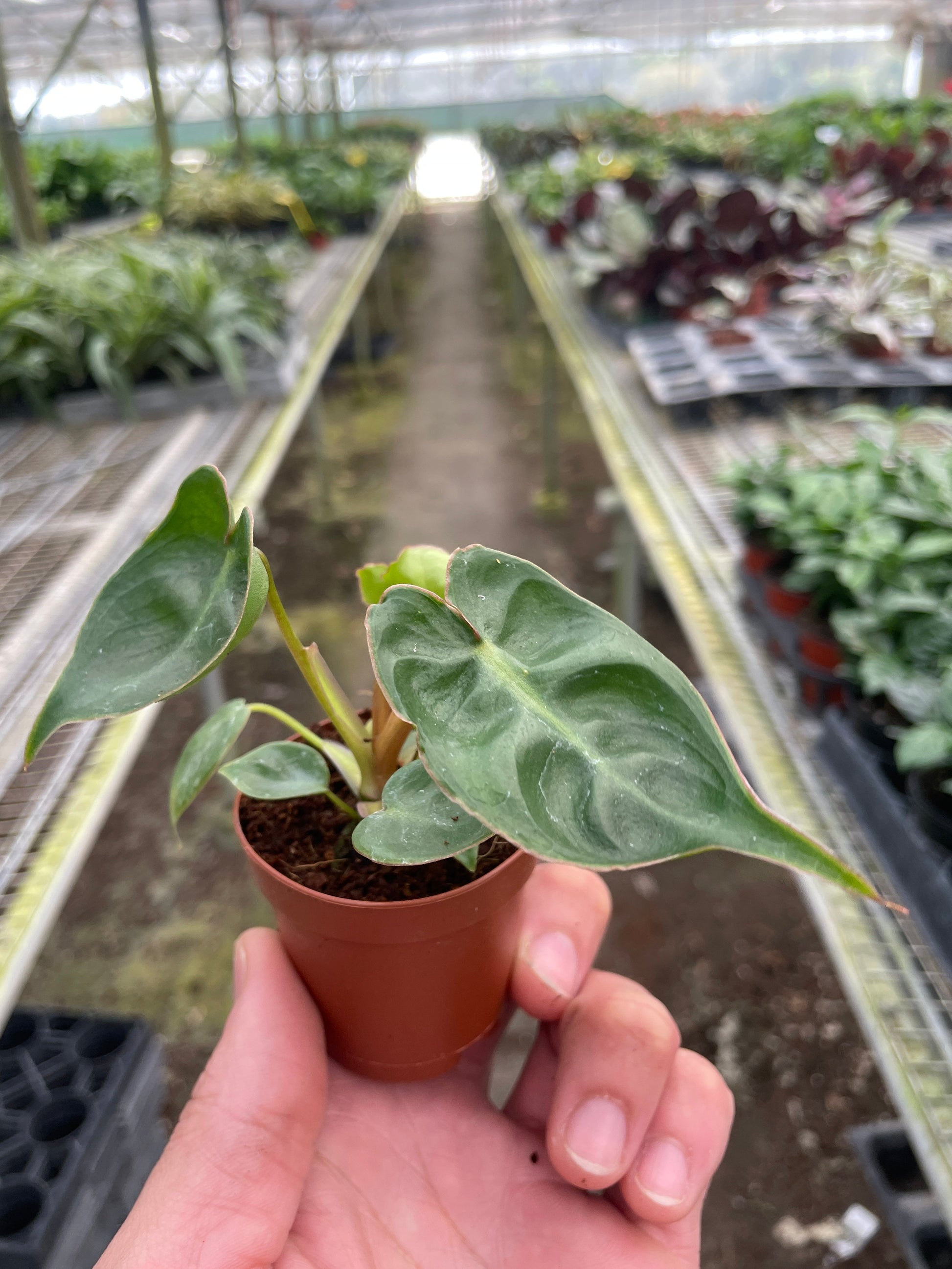 Philodendron 'Billietiae' - Fleurish Plant Care, LLC