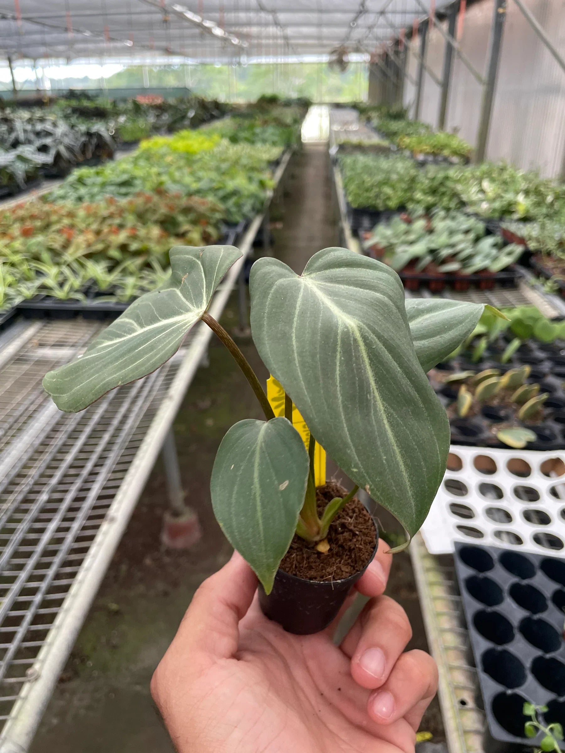 Philodendron Gloriosum - Fleurish Plant Care, LLC