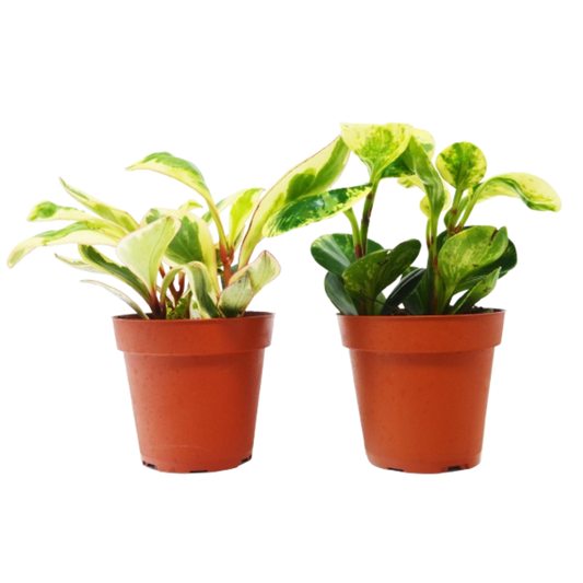 🐾2 Peperomia Plants Variety Pack in 4" Pots - Baby Rubber Plants