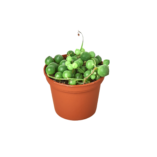 Succulent 'String of Pearls' - Fleurish Plant Care, LLC