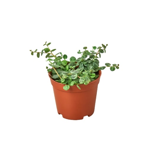 Peperomia Prostrata 'String of Turtles' - Fleurish Plant Care, LLC