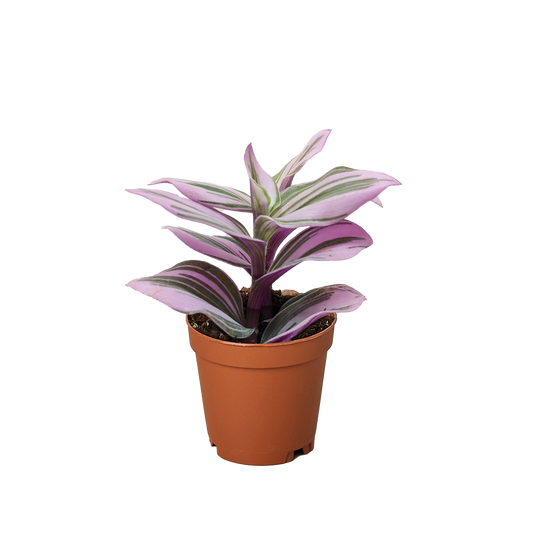 Tradescantia 'Nanouk' - Fleurish Plant Care, LLC
