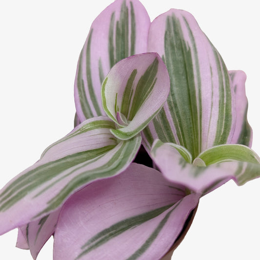 Tradescantia 'Nanouk' - Fleurish Plant Care, LLC