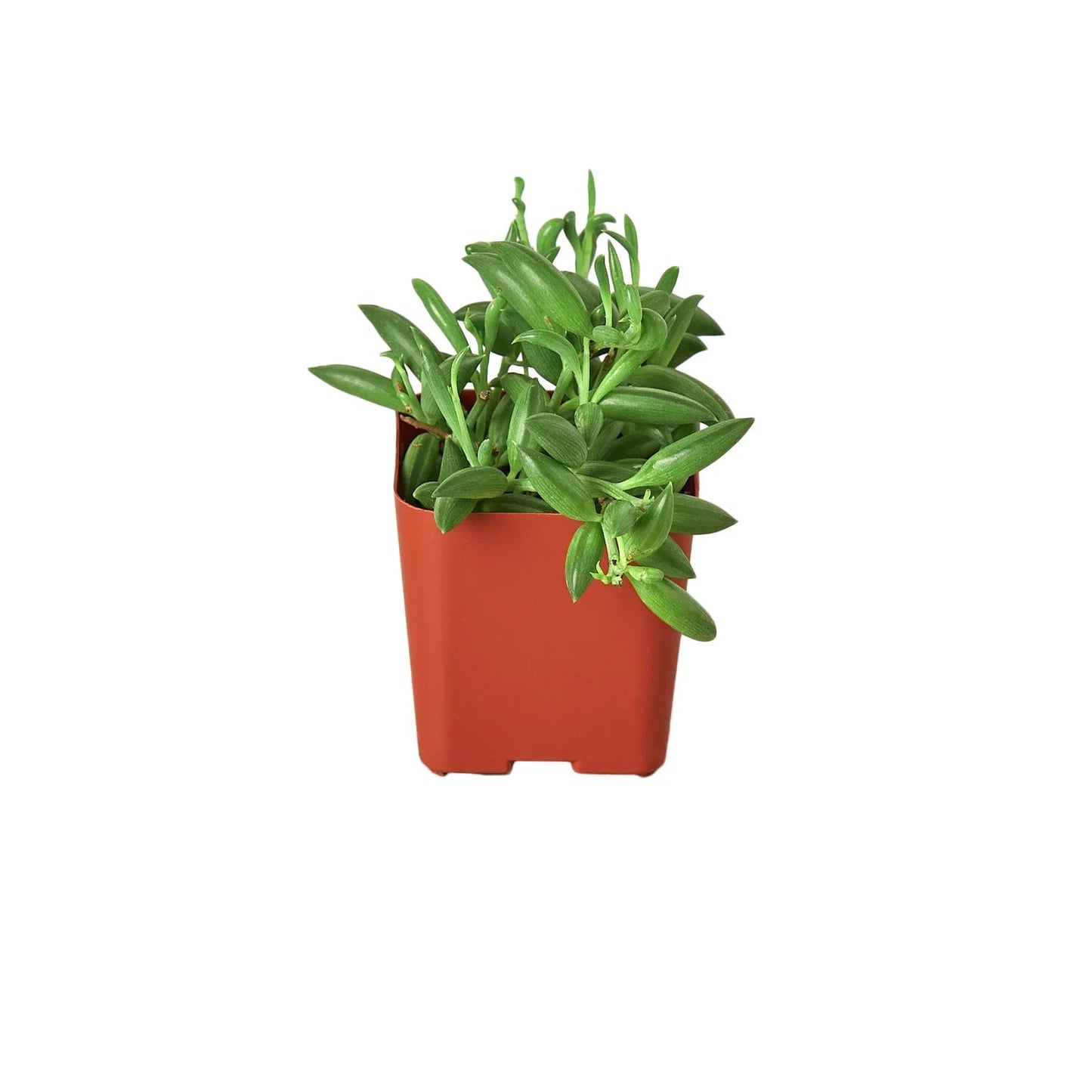 Succulent 'String of Bananas' - Fleurish Plant Care, LLC