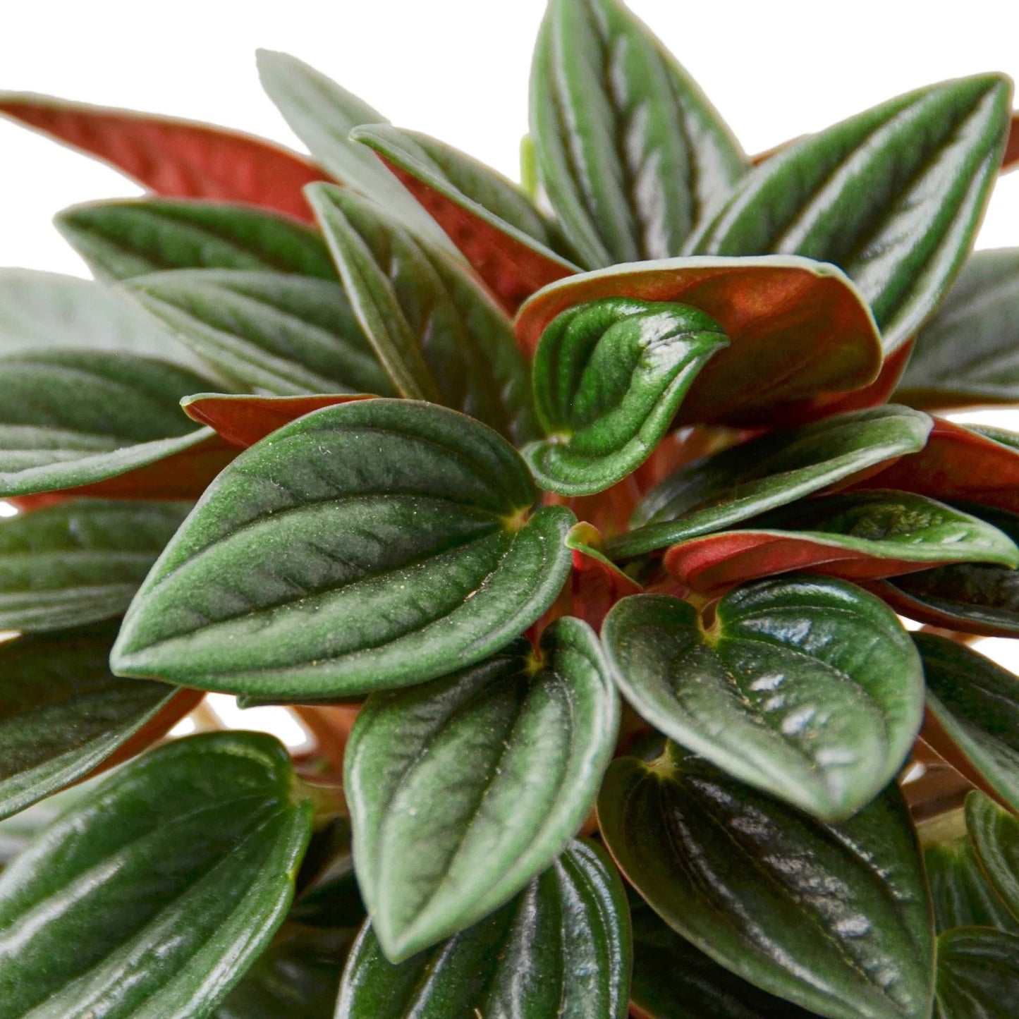 Peperomia Rosso - Fleurish Plant Care, LLC