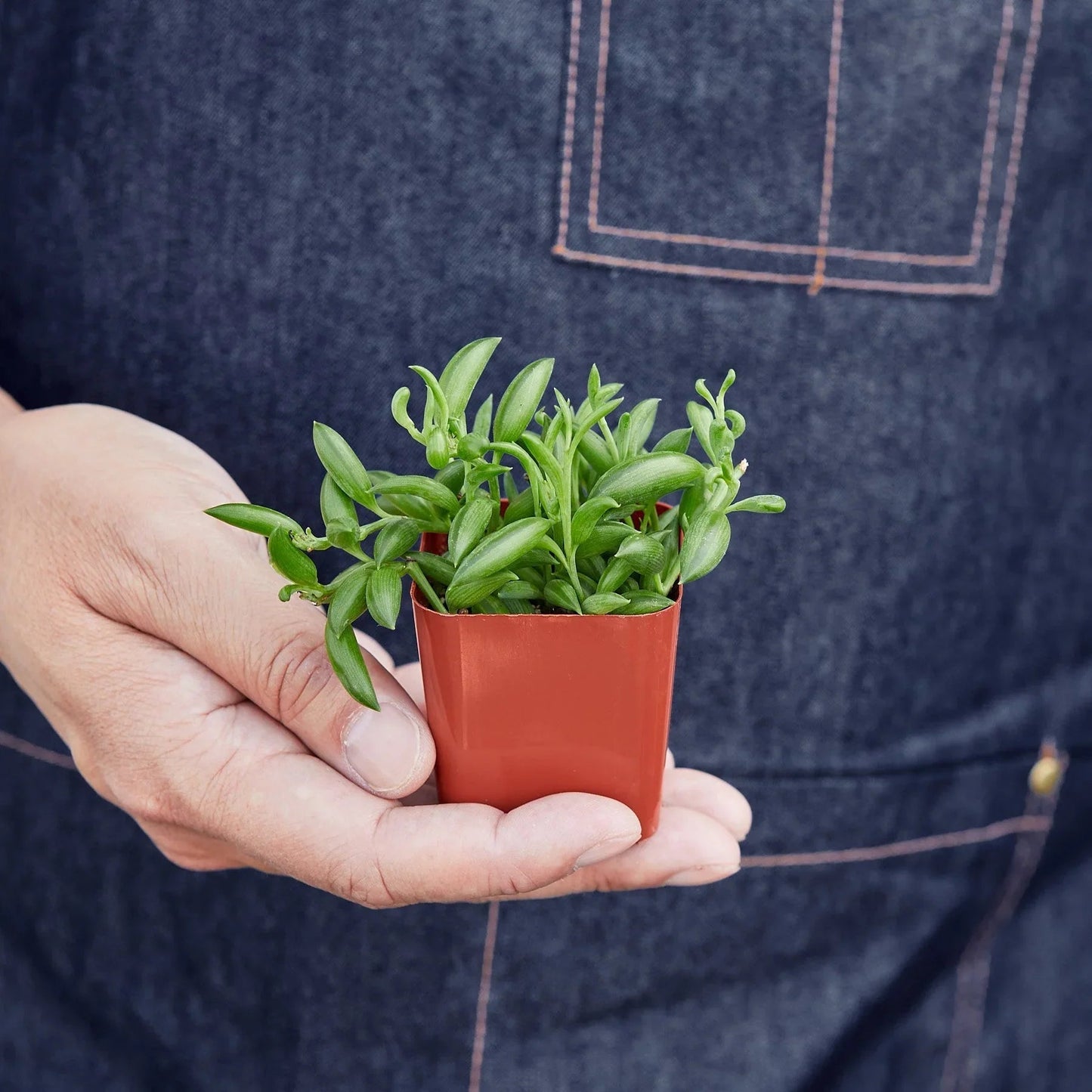Succulent 'String of Bananas' - Fleurish Plant Care, LLC