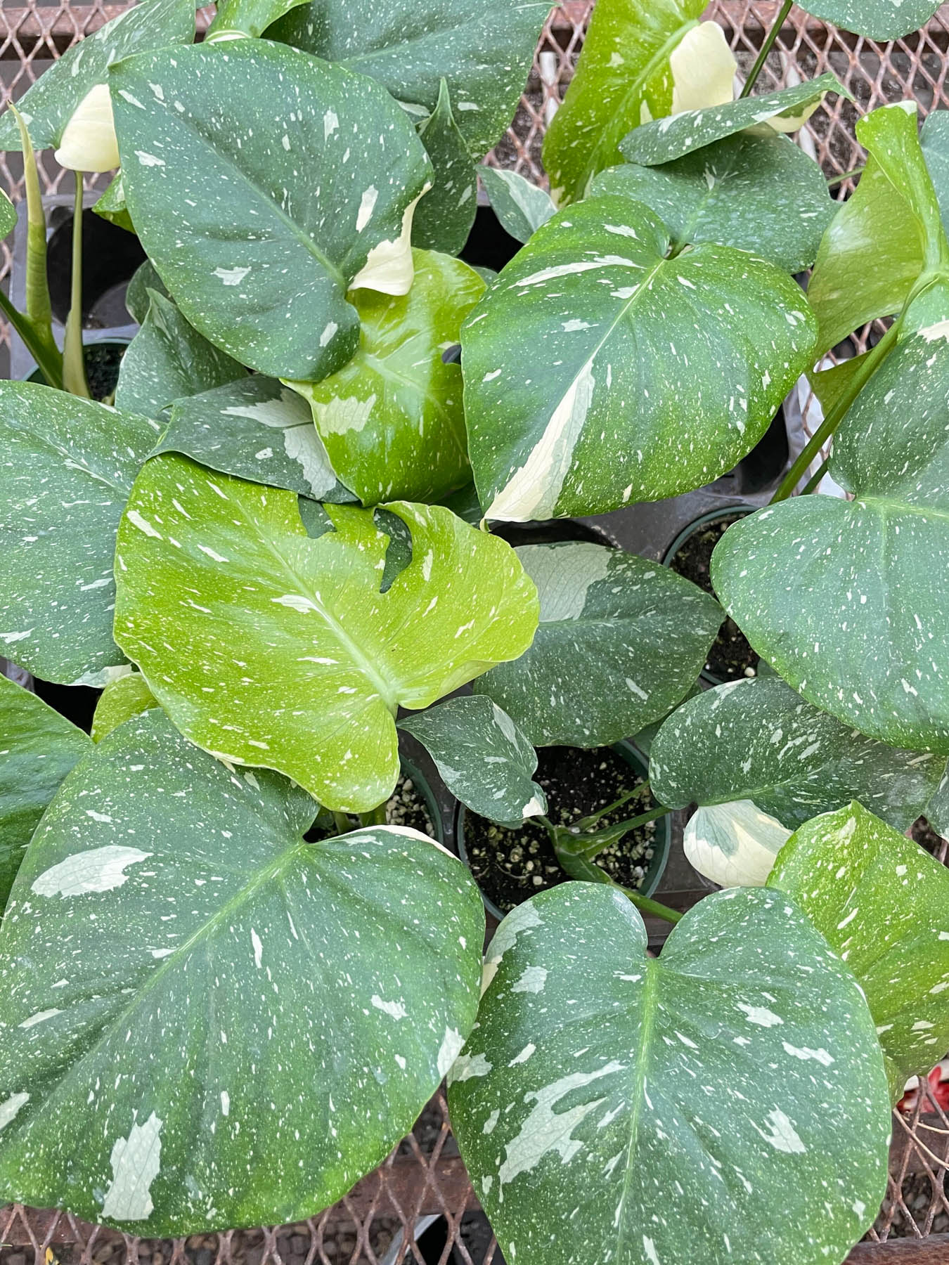 Monstera 'Thai Constellation' - Fleurish Plant Care, LLC