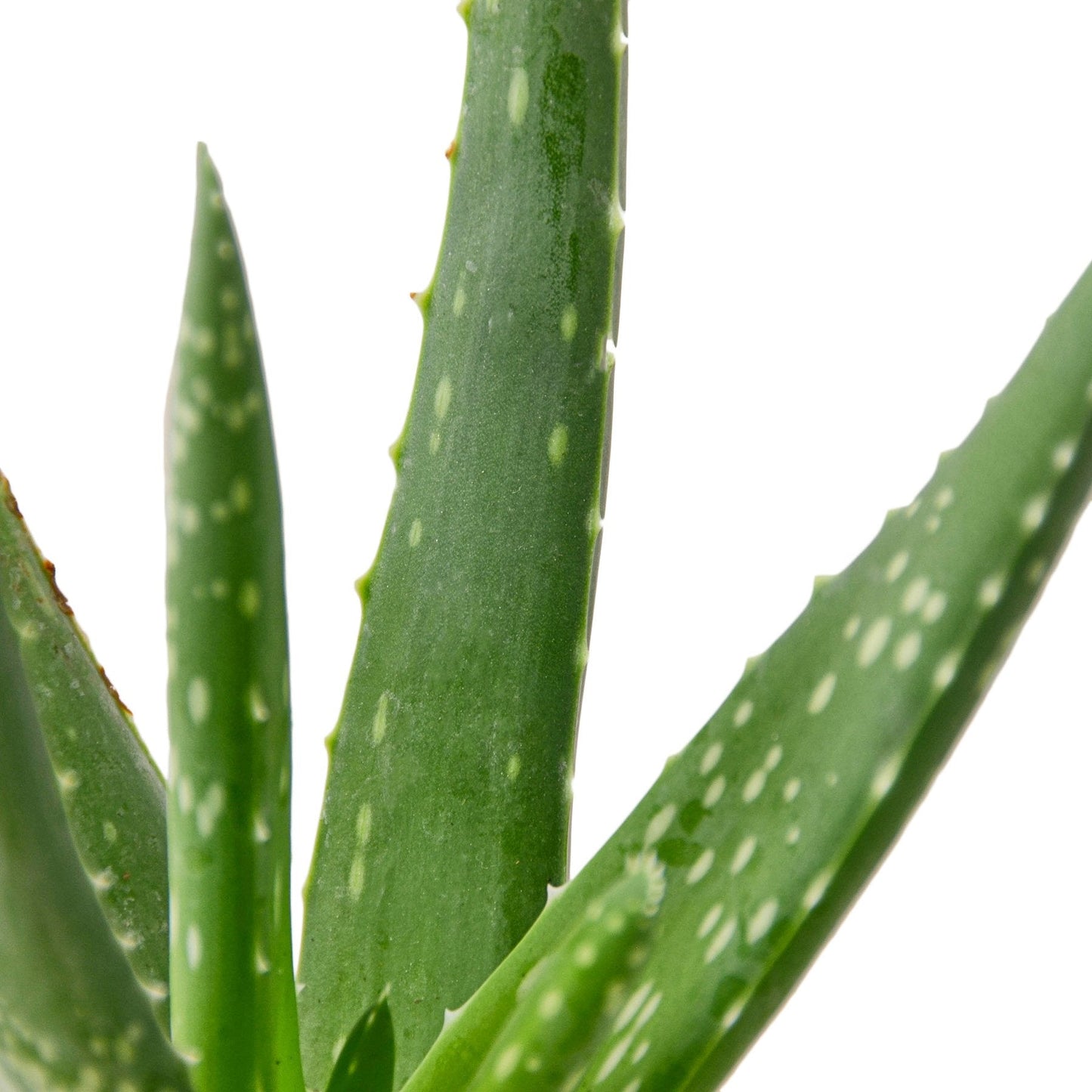 Aloe Vera - Fleurish Plant Care, LLC