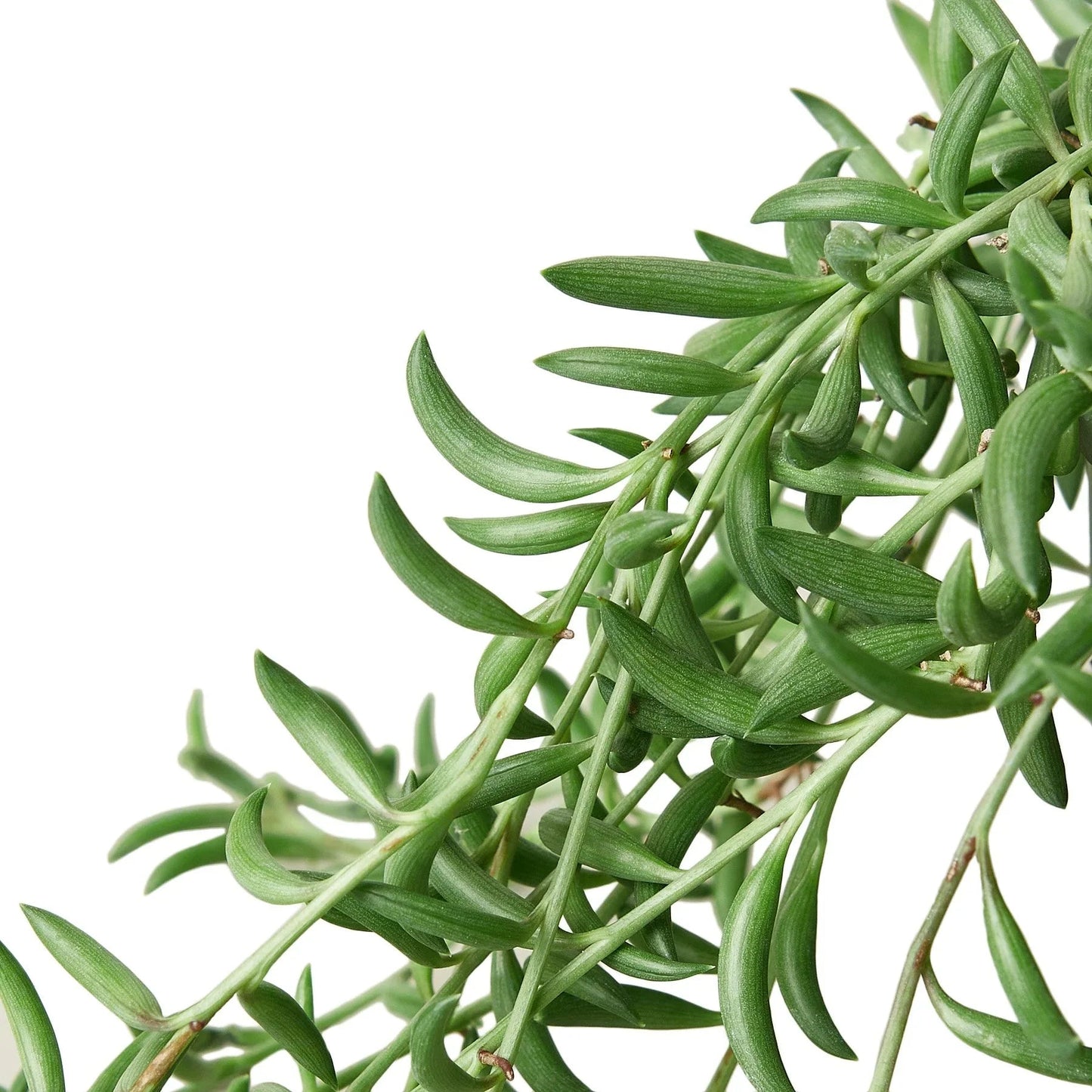 Succulent 'String of Bananas' - Fleurish Plant Care, LLC