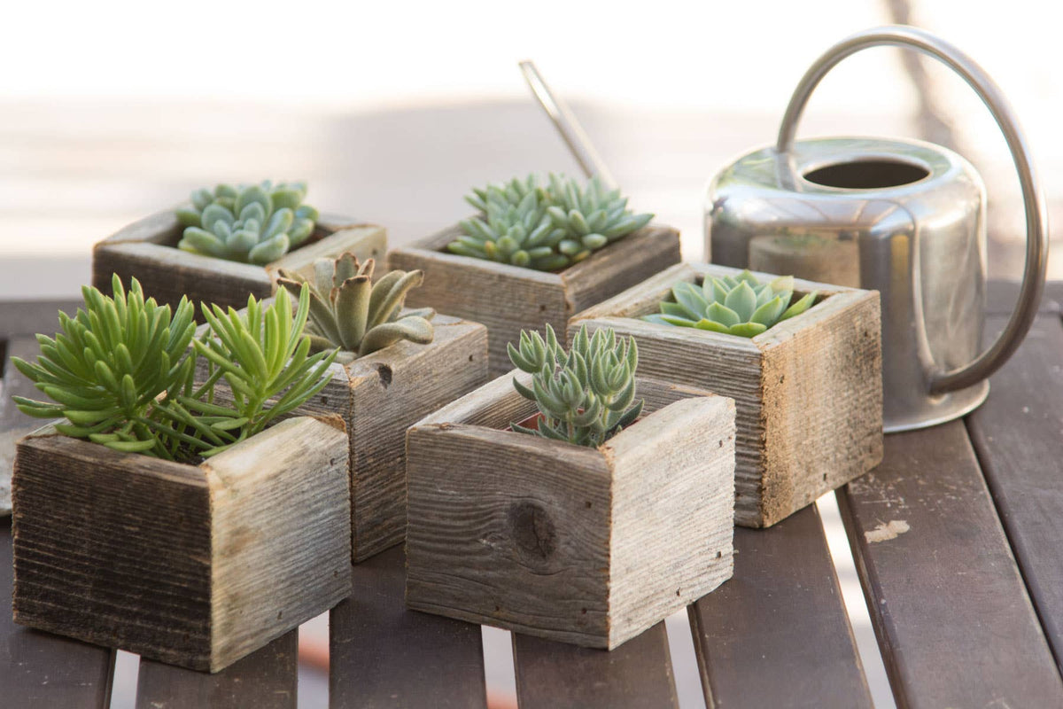Reclaimed Wood Mini Square Planters / Favor Boxes