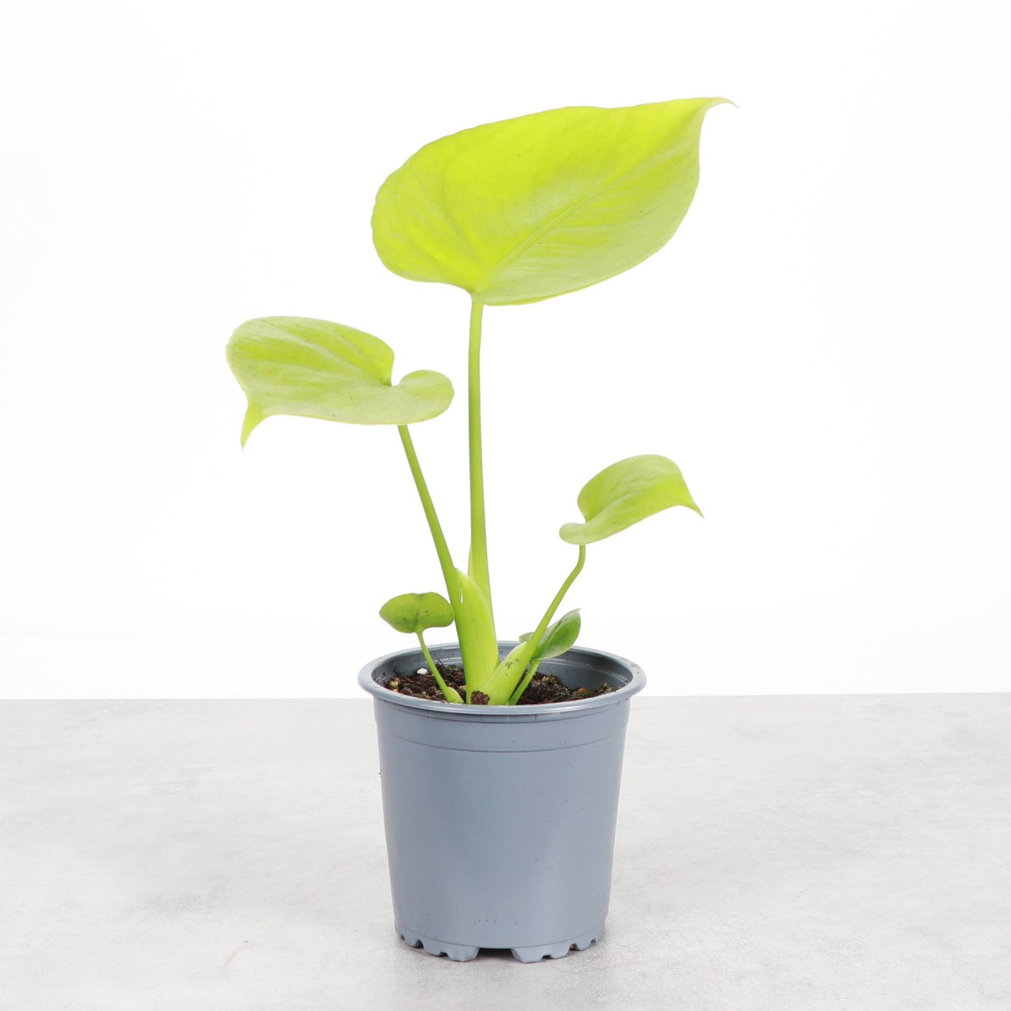 Monstera Super Golden - 4" Live Plant - RARE