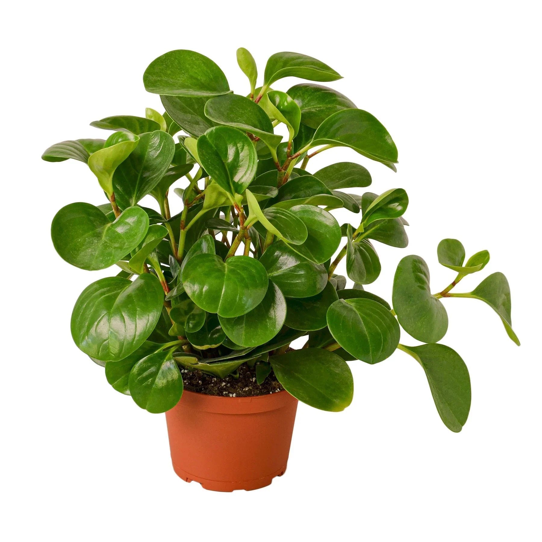 Peperomia Thailand - Fleurish Plant Care, LLC